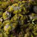 Gamers Grass: Grass tufts - 2 mm - Moss Tufts (Wild) 3124671 фото 1